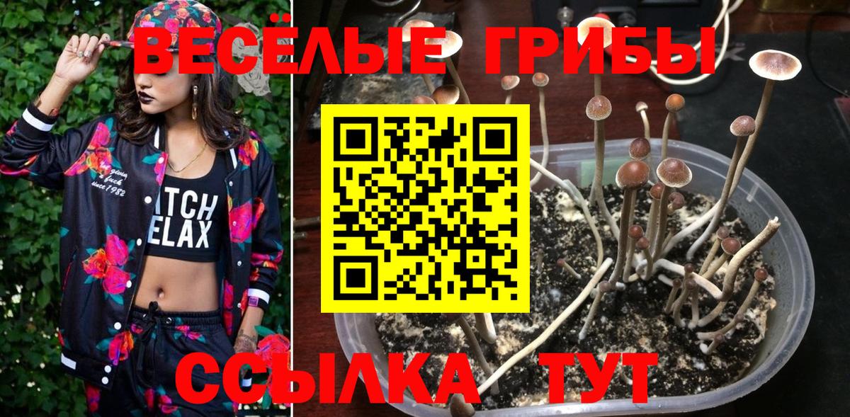 Псилоцибиновые грибы GOLDEN TEACHER  купить наркотик  Кудрово  Галлюциногенные грибы мицелий  Вход с VPN 